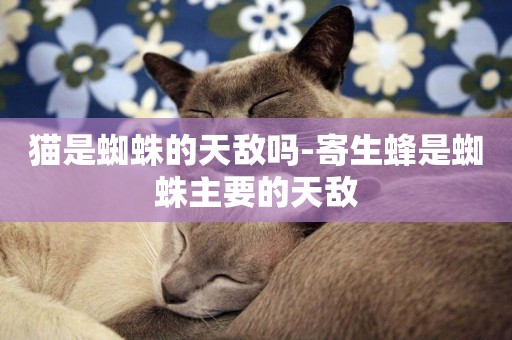 猫是蜘蛛的天敌吗-寄生蜂是蜘蛛主要的天敌